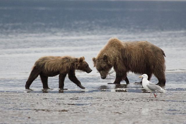106 Clark NP, Bruine Beren.jpg